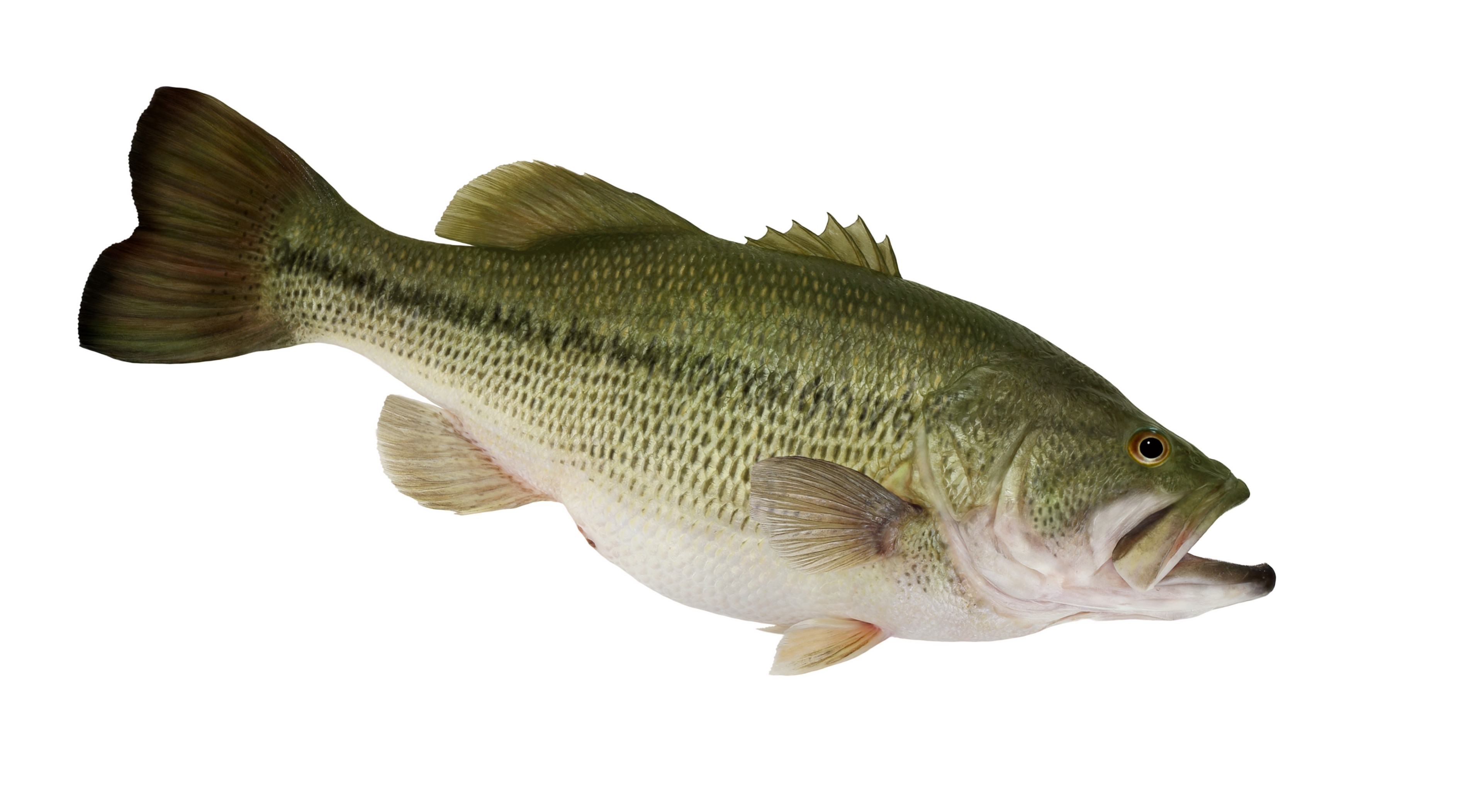 Largemouth Bass – USA Fishing Reports