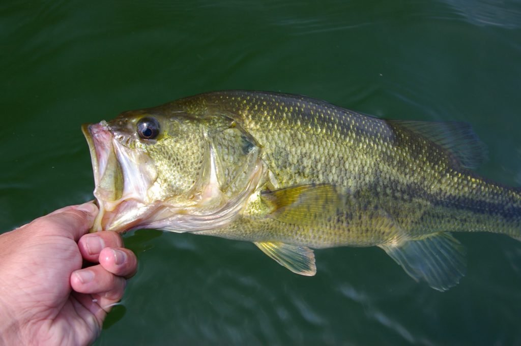 Largemouth Bass Usa Fishing Reports