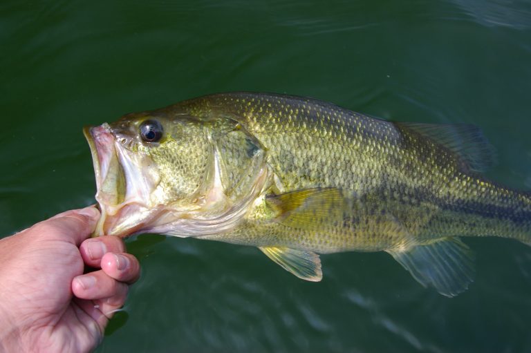 Largemouth Bass – USA Fishing Reports