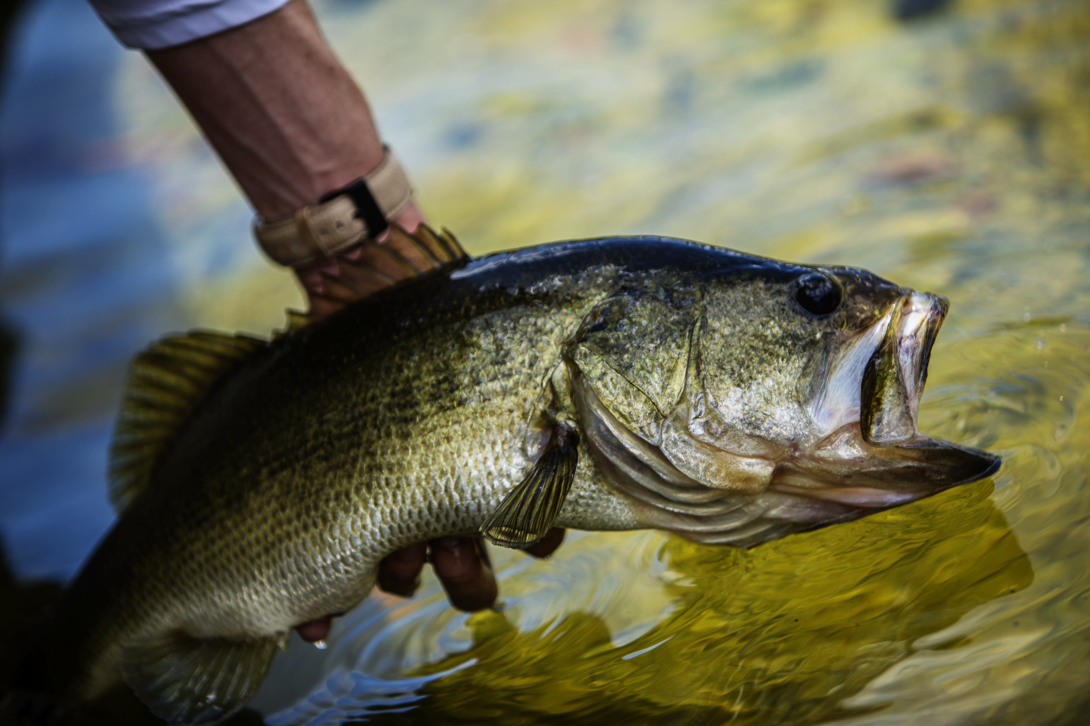 Largemouth Bass Being Released